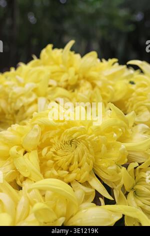 Fiori di crisantemo gialli, grandi e soffici, chiamati "Miss Edith" (Chrysanthemum grandiflorum Ramat) Foto Stock