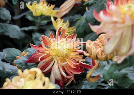 Il Chrysanthemum «River City» è grande, denso, a doppia fioritura con masse di petali incurvi irregolari di pesca e mango con stretti centri gialli Foto Stock