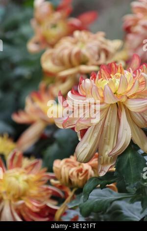 Il Chrysanthemum «River City» è grande, denso, a doppia fioritura con masse di petali incurvi irregolari di pesca e mango con stretti centri gialli Foto Stock