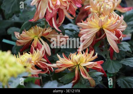 Il Chrysanthemum «River City» è grande, denso, a doppia fioritura con masse di petali incurvi irregolari di pesca e mango con stretti centri gialli Foto Stock