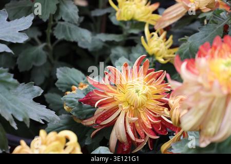 Il Chrysanthemum «River City» è grande, denso, a doppia fioritura con masse di petali incurvi irregolari di pesca e mango con stretti centri gialli Foto Stock