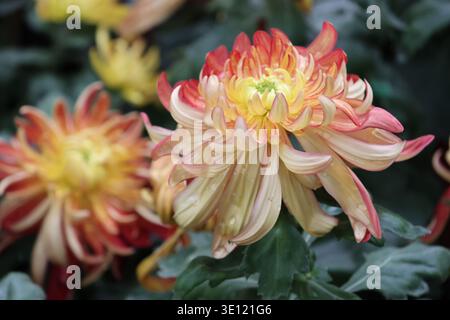 Il Chrysanthemum «River City» è grande, denso, a doppia fioritura con masse di petali incurvi irregolari di pesca e mango con stretti centri gialli Foto Stock