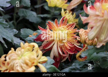 Il Chrysanthemum «River City» è grande, denso, a doppia fioritura con masse di petali incurvi irregolari di pesca e mango con stretti centri gialli Foto Stock