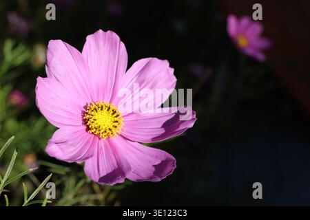 Garden Cosmo, aster messicano o cosmea con fiori rosa brillante, singoli, simili a margherita, con un centro giallo prominente sotto la luce del sole Foto Stock