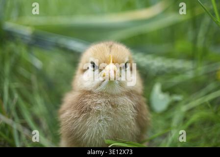 Un primo piano di una piccola e adorabile pulcino con un'espressione intensa e scontrosa, circondata da erba verde Foto Stock