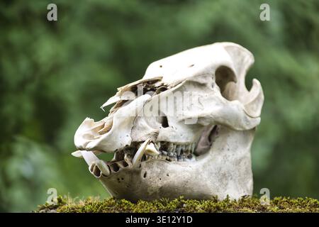 Primo piano di un cranio di cinghiale su una superficie muschiata su uno sfondo verde sfocato Foto Stock
