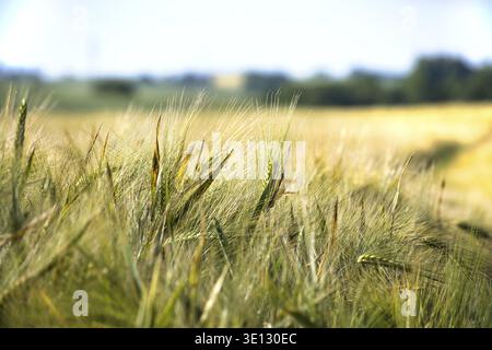 Grano verde che prospera in un campo sotto un cielo azzurro, circondato da alberi in lontananza, catturando l'essenza di una splendida giornata estiva nel c Foto Stock