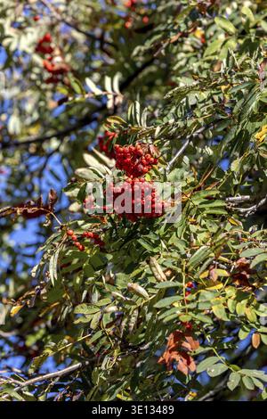 Primo piano di rami con bacche rosse di rowan sull'albero Foto Stock