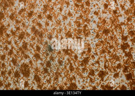 Piccole macchie di corrosione bianca contrastano con striature arancione-marrone. La superficie mostra l'età, l'usura e il decadimento naturale nel tempo Foto Stock
