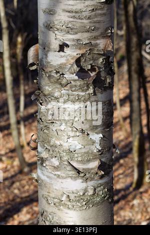 Betulla di carta (Betula papyrifera), caratterizzata dalla sua caratteristica corteccia bianca sottile che si stacca in strati di carta Foto Stock