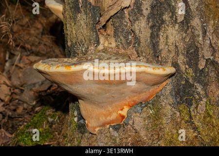 Fomitopsis pinicola, comunemente nota come Polypore con bande rosse o Fungai con fascia rossa Foto Stock