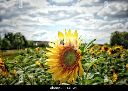 Sunflower Field, Bee, Cloudy Dramatic Sky. Girasole singolo con messa a fuoco nitida con petali gialli brillanti e testa di semi testurizzata, filetto di polline di raccolta delle api Foto Stock
