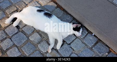 Un gatto bianco e nero che riposa, Istanbul, Turkiye Foto Stock