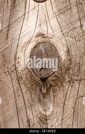 Primo piano di legno leggero con nodo centrale e grana dettagliata Foto Stock