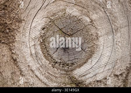 Primo piano di legno leggero con nodo centrale e grana dettagliata Foto Stock