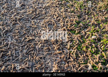 Un paesaggio strutturato di gattini di alberi asciutti e marroni sparsi sul terreno, illuminati da un caldo sole a basso angolo. Foto Stock