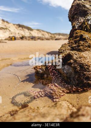 Vista ad angolo basso di una stella marina e un anemone marino durante la bassa marea su una spiaggia sabbiosa Foto Stock