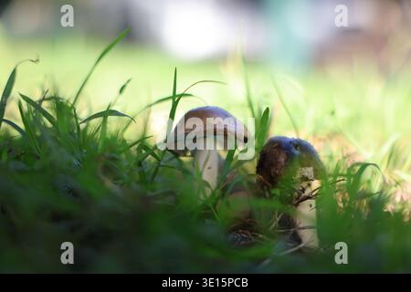 Due piccoli funghi che crescono nell'erba con luce naturale soffusa e bassa profondità di campo. Foto Stock