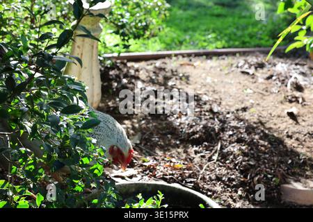 Polli raccolti intorno a una ciotola d'acqua in un giardino con vegetazione e luce solare Foto Stock