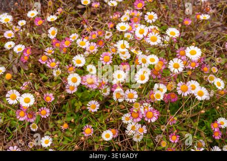 Erigeron karvinskianus (fleabane messicane) con fiori a margherita rosa e bianchi in lussureggiante fioritura presso l'Abbazia di Kylemore, Connemara, Contea di Galway, Irlanda. Foto Stock