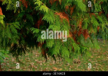 Vista dettagliata dei rami di cedro che mostrano un verde vivace e un fogliame marrone secco su una copertura sfocata in autunno Foto Stock