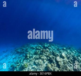 Struttura della barriera corallina sul pavimento dell'oceano circondata da acqua marina tropicale cristallina in un ambiente marino aperto. Foto Stock