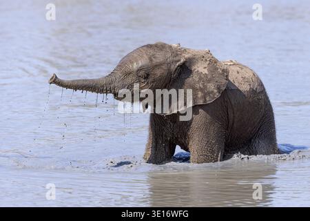 Un elefante giocoso ricoperto di fango bagnato in un fiume a Savuti, nel Parco Nazionale del Chobe, in Botswana. Foto Stock