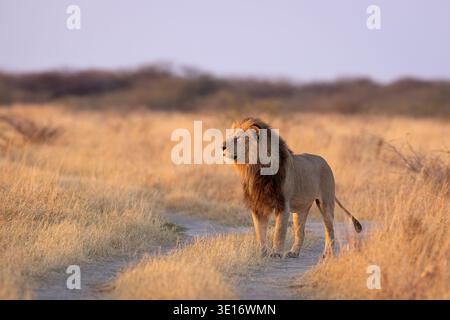 Un maestoso leone maschile che cammina attraverso l'erba dorata al tramonto a Savuti, nel Parco Nazionale del Chobe, in Botswana. Foto Stock