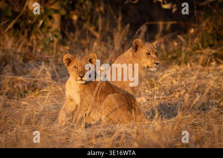 Due giovani cuccioli di leone che riposano nella luce dorata del mattino del Delta dell'Okavango, Botswana. Foto Stock