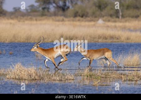 Due antilopi Lechwe rosse che spruzzano e scorrono attraverso le acque poco profonde del Delta dell'Okavango, Botswana. Foto Stock