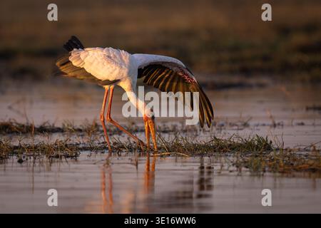 Una cicogna dal becco giallo che si nutre nelle acque poco profonde del fiume Chobe al tramonto, in Botswana. Foto Stock