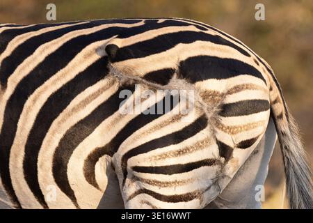 Dettaglio ravvicinato astratto delle strisce zebrate delle pianure e una cicatrice guarita sul fianco, Okavango Delta, Botswana. Foto Stock