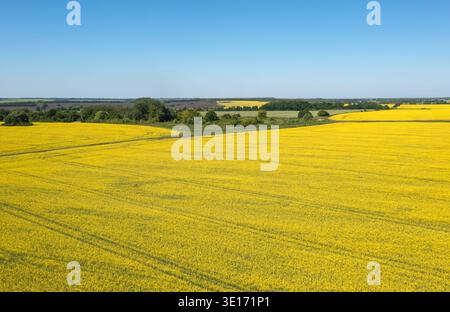 Infiniti campi di colza gialla in fiore su un paesaggio collinare sotto un cielo blu Foto Stock