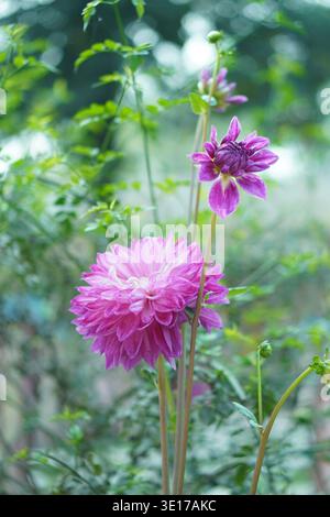 Vibranti fiori rosa di dahlia che fioriscono in un giardino lussureggiante con morbido sfondo verde bokeh, che mostra bellezza e freschezza naturali. Foto Stock