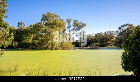 Le tranquille acque dello stagno ricoperte da densa fioritura verde di alghe riflettono alberi di eucalipto sovrastanti con rami estesi e corteccia pelante, fogliame di salice dr Foto Stock