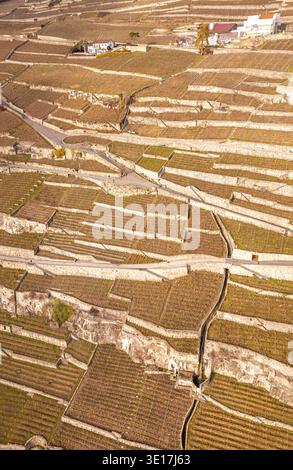 Vista aerea dei vigneti terrazzati di Lavaux in Svizzera durante l'autunno. I motivi geometrici dei vigneti vicino a Vevey offrono un terreno meraviglioso Foto Stock