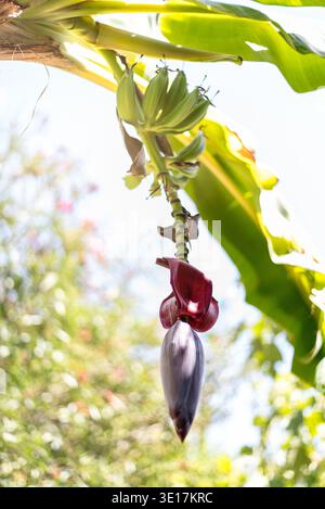 Un gruppo di banane verdi è appeso sotto grandi foglie verdi con un vibrante fiore viola, catturato contro un cielo luminoso, che mostra la bellezza del tropico Foto Stock