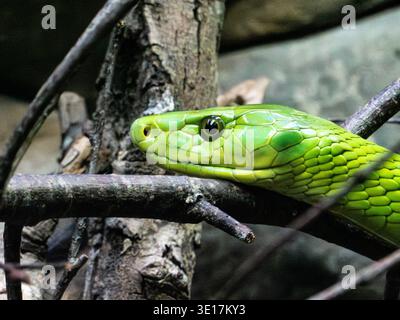 Primo piano di un vivace serpente mamba verde che scorre tra i rami del suo habitat naturale. Le scale dettagliate e gli occhi piercing mostrano la sua eleganza Foto Stock