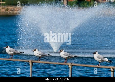 Quattro gabbiani dalla testa nera seduti su una ringhiera vicino a un lago. Foto Stock