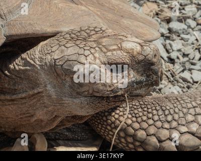 Ritratto ravvicinato di una tartaruga africana, nota anche come tartaruga sulcata, che mostra i dettagli intricati e la consistenza del suo guscio e della sua pelle Foto Stock