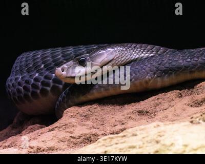 Ritratto ravvicinato di un cobra reale appoggiato su una superficie rocciosa, che mostra il suo complesso motivo in scala e lo sguardo intenso. Il serpente è evidenziato agains Foto Stock