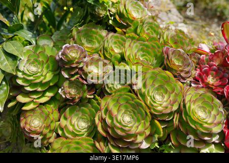Rosette succulente Eonium canariense di colore verde brillante con bordi rossastri. Primo piano ad angolo elevato di più rosette simmetriche caratterizzate da verde carnoso Foto Stock