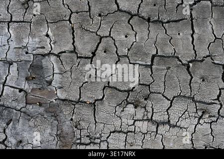 Consistenza macro di legno bruciato e carbonizzato con profonde crepe e fori di insetto. Superficie in legno carbonizzato nero che mostra schemi di distruzione organica Foto Stock
