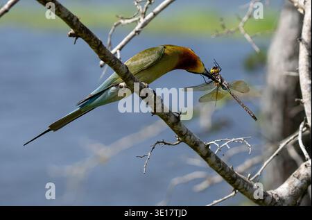 Merops philippinus (Merops philippinus) che mangia una libellula nello Sri Lanka rurale. Foto Stock