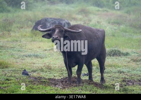 Bufalo d'acqua domestico (Bubalus bubalis) che pascolano in un campo rurale dello Sri Lanka. Foto Stock