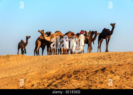 Gli uomini in abbigliamento tradizionale si trovano tra un gruppo di cammelli su una cresta sabbiosa presso la Fiera dei cammelli di Pushkar a Pushkar, sotto un cielo azzurro. Foto Stock