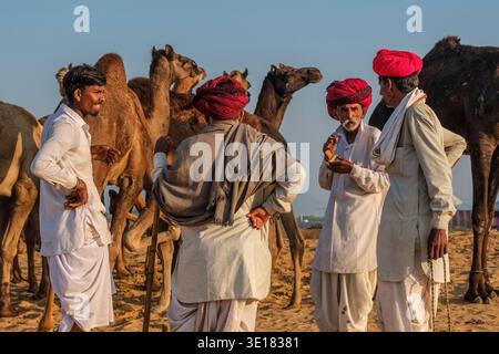 Gli uomini che indossano turbanti colorati parlano tra loro in mezzo a diversi cammelli alla Fiera dei cammelli di Pushkar a Pushkar durante i festeggiamenti annuali. Foto Stock