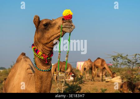 Un cammello con decorazioni colorate sulla testa e sul collo si erge alla Fiera dei cammelli di Pushkar a Pushkar, con altri animali in lontananza. Foto Stock