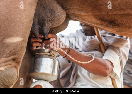 Una vista ravvicinata mostra una persona che munge un cammello in una pentola di metallo alla Fiera dei cammelli di Pushkar, concentrandosi sulle mani e sul contenitore. Foto Stock