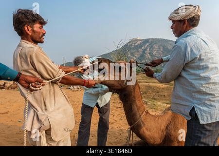 Gli uomini preparano un cammello alla Fiera dei cammelli di Pushkar con il Tempio Savitri Mata in lontananza in cima a una grande collina sotto un cielo limpido. Foto Stock